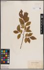 Foto von Salix caprea L.